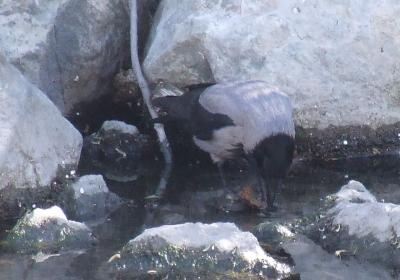 Прикрепленное изображение: sv1.jpg